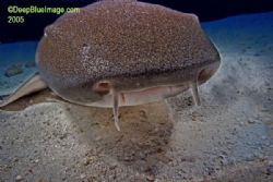 nurse shark, bahamas, this guy bumped into my lense by T. Singer 